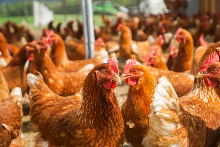 Global Eggs wzmacnia pozycję w Europie