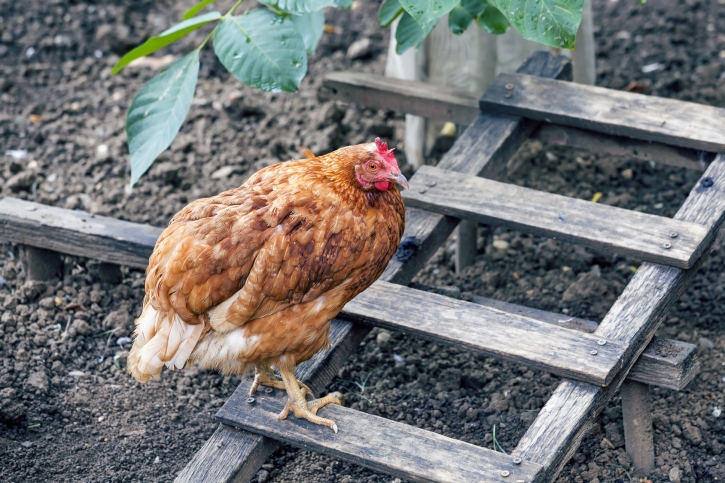 Ekologiczni producenci  nie chcą być w 100 proc. ekologiczni