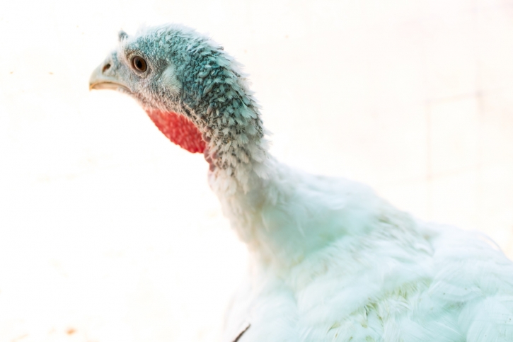 Grypa ptaków uderza w amerykańskie drobiarstwo