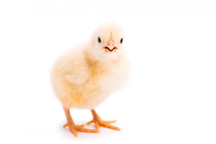 Rekord produkcji kurcząt rzeźnych w Polsce!