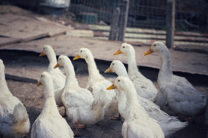 Francja: grypa ptaków u zaszczepionych kaczek