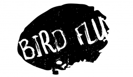 Rosja zgłasza ognisko grypy ptaków