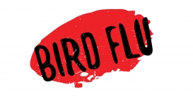 Wirus grypy ptaków potwierdzony w Rosji