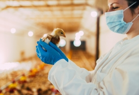 Mimo grypy ptaków produkcja drobiarska znów na najwyższych poziomach!