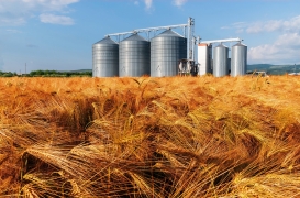 Amerykańskie interwencje na rynku zbóż