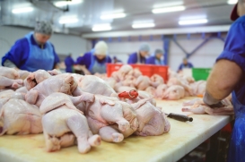 Filipińskie lobby drobiarskie domaga się całkowitego wstrzymania importu kurczaków