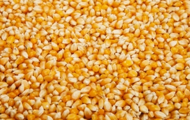 Eksport zbóż z Ukrainy - pilne działania KE