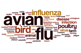 Mapa: ogniska grypy ptaków w Polsce